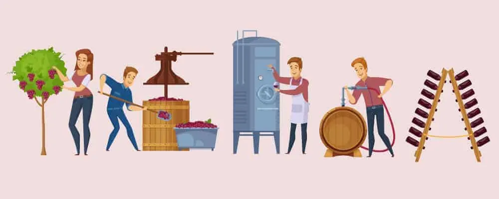 Processes Of Creating Wine